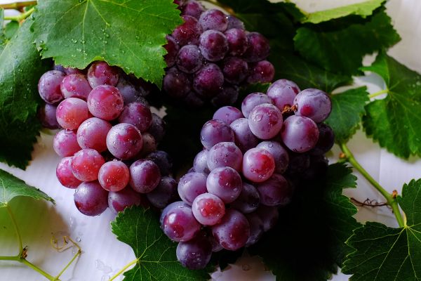 Quand les vendanges dictaient le rythme scolaire en France
